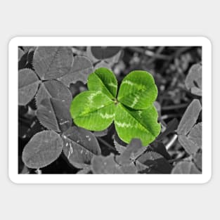 Lucky Four leaf Clover Sticker